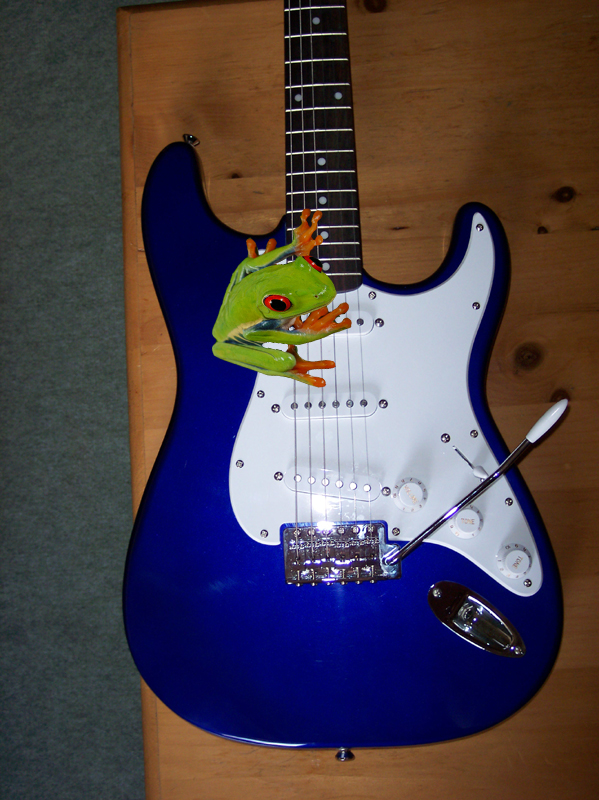 frog on geetar